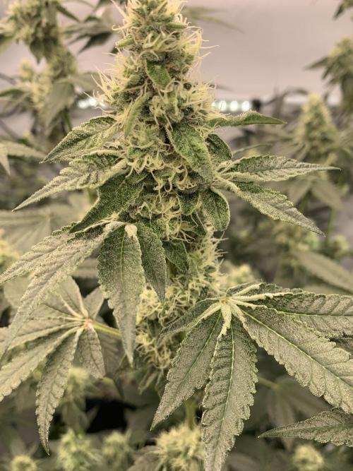 8.Grow: Z42. Week 13