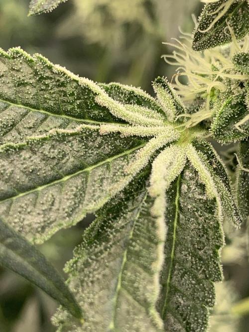 8.Grow: Z42. Week 13