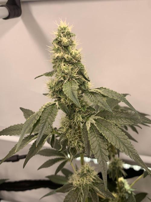 8.Grow: Z42. Week 13