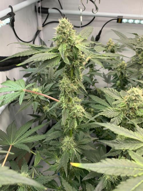 8.Grow: Z42. Week 13 - 8.8.-Z42#1