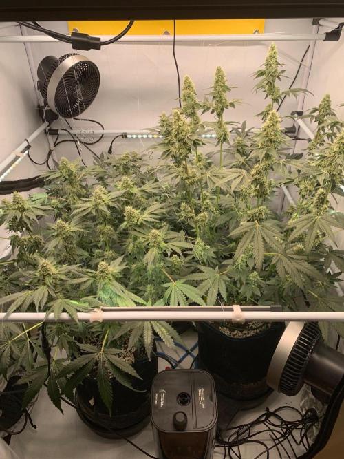 8.Grow: Z42. Week 13 - 8.8.
