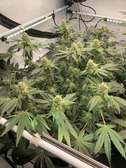8.Grow: Z42. Week 13 - 8.8.-Z42#1