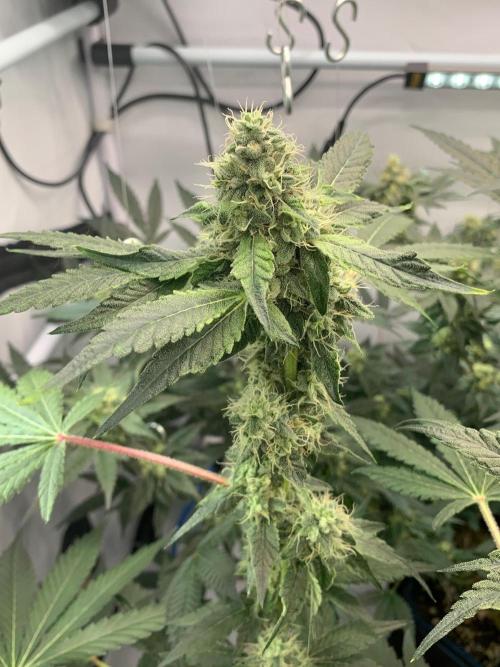 8.Grow: Z42. Week 13 - 8.8.-Z42#1
