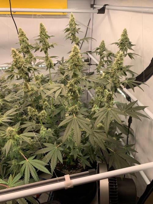 8.Grow: Z42. Week 13 - 8.8.-Z42#2