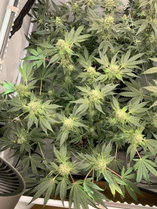 8.Grow: Z42. Week 13 - 8.8.-Z42#1