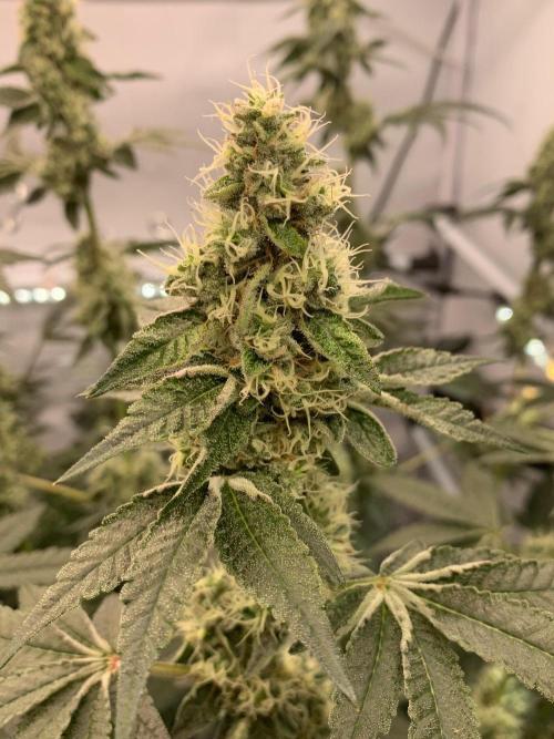 8.Grow: Z42. Week 13 - 8.8.-Z42#2