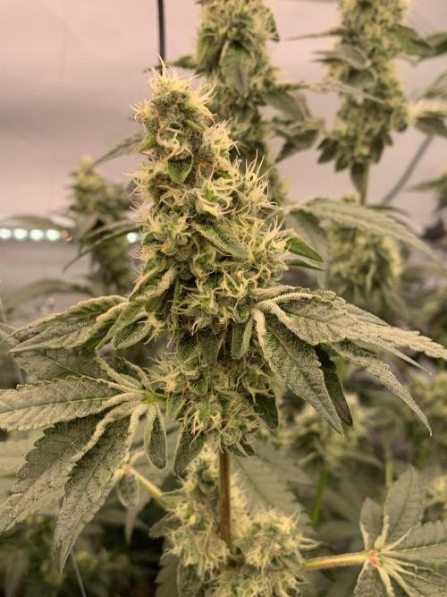 8.Grow: Z42. Week 13 - 8.8.-Z42#2