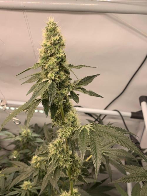8.Grow: Z42. Week 13 - 8.8.-Z42#2