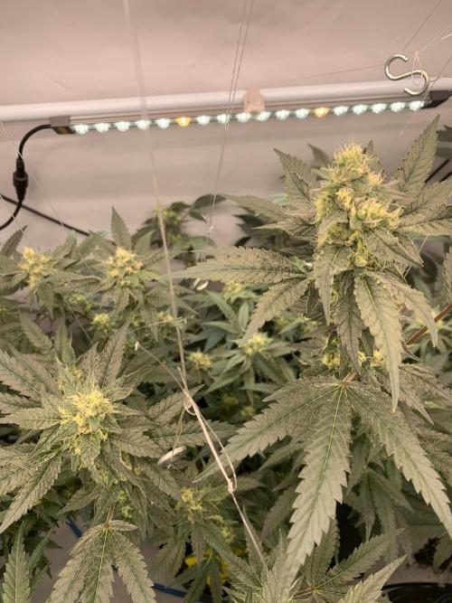 8.Grow: Papayton#1 aka. Limmer Papayton. Week 25 - 8.8.