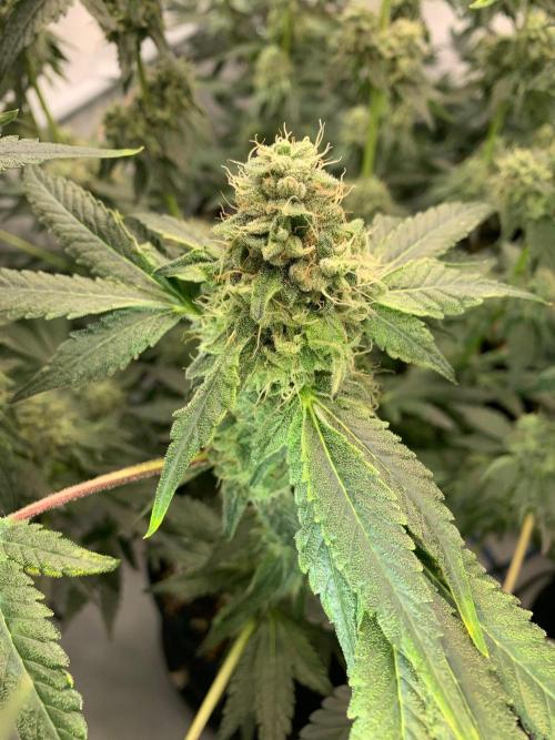 8.Grow: Z42. Week 14 - 12.8.-Z42#1