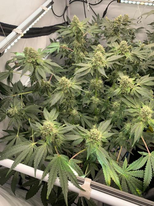 8.Grow: Z42. Week 14 - 12.8.-Z42#1