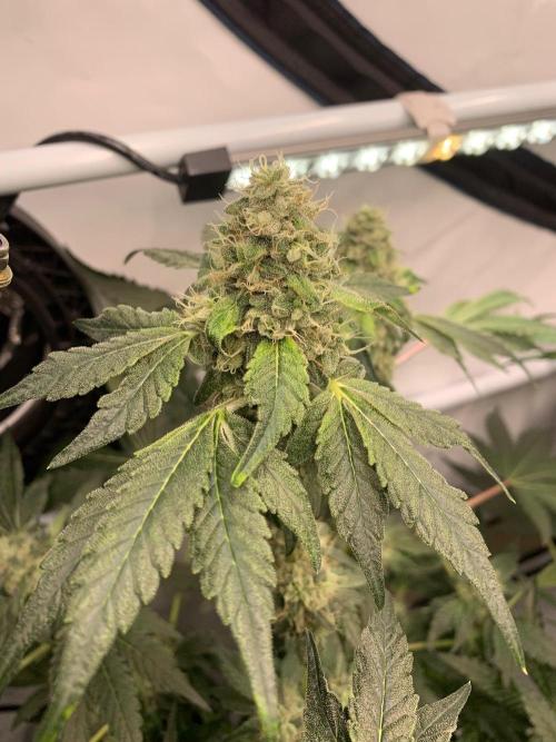 8.Grow: Z42. Week 14 - 12.8.-Z42#1