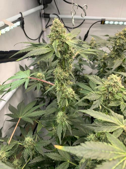 8.Grow: Z42. Week 14 - 12.8.-Z42#1