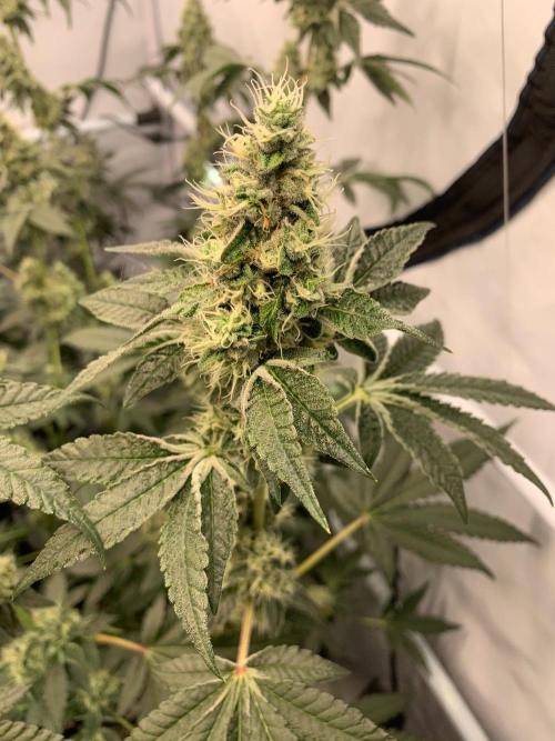 8.Grow: Z42. Week 14 - 12.8.-Z42#2