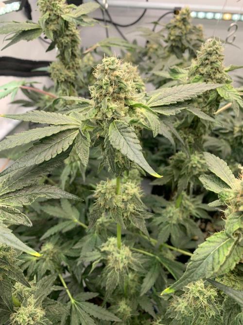 8.Grow: Z42. Week 14 - 12.8.-Z42#1