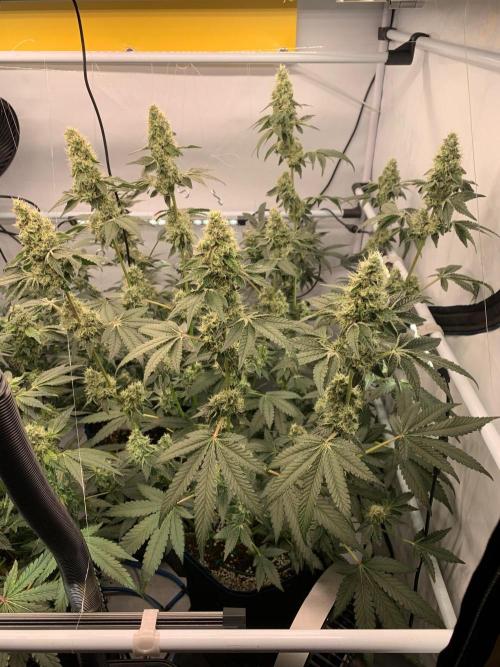 8.Grow: Z42. Week 14 - 12.8.-Z42#2