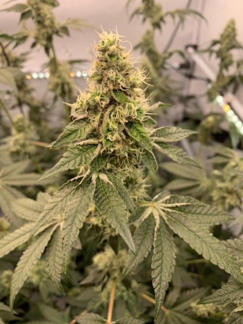 8.Grow: Z42. Week 14 - 12.8.-Z42#2