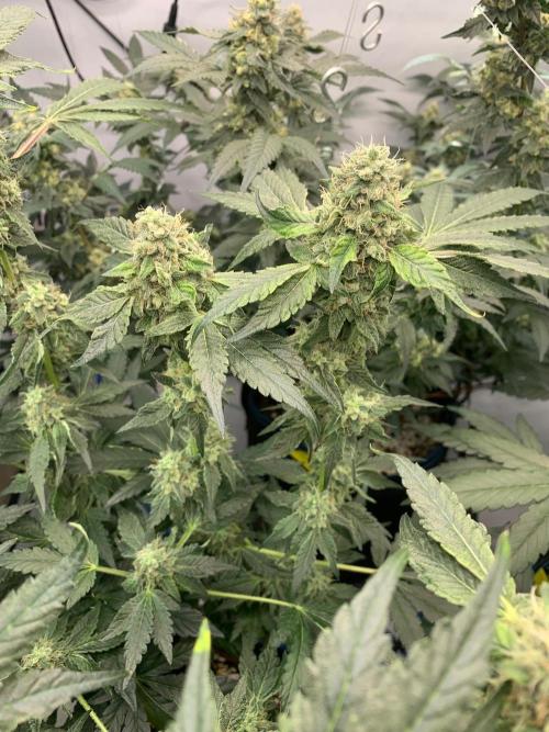 8.Grow: Z42. Week 14 - 12.8.-Z42#1