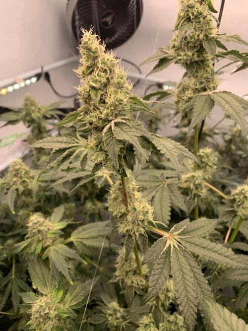 8.Grow: Z42. Week 14 - 12.8.-Z42#2