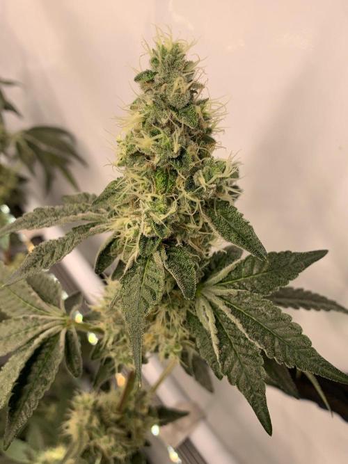8.Grow: Z42. Week 14 - 12.8.-Z42#2