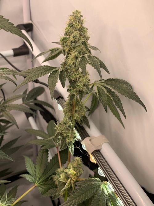 8.Grow: Z42. Week 14 - 12.8.-Z42#2