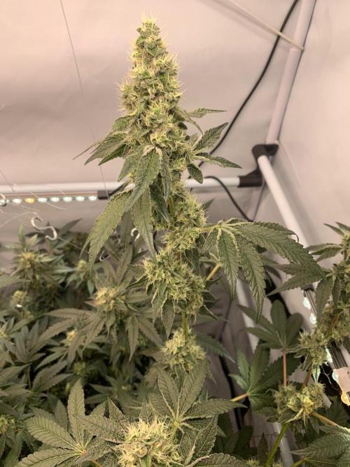 8.Grow: Z42. Week 14 - 12.8.-Z42#2