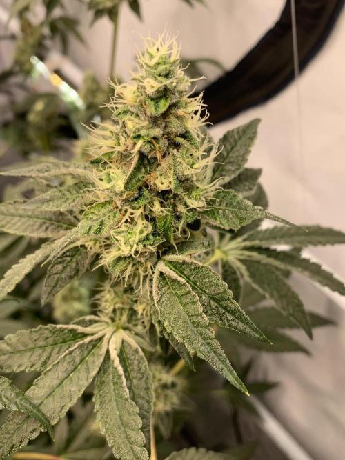 Z42. Week 14