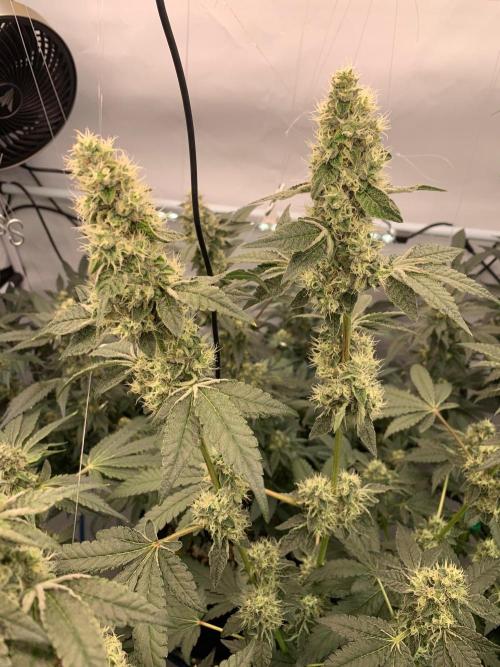 8.Grow: Z42. Week 14 - 12.8.-Z42#2
