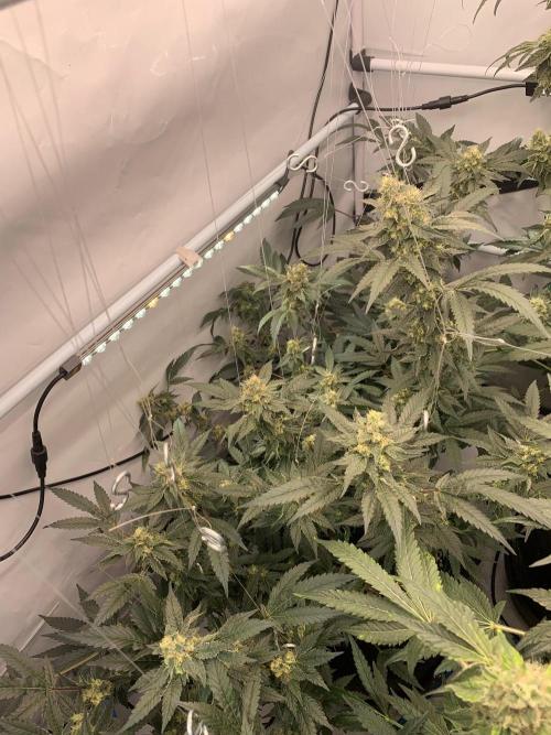 8.Grow: Papayton#1 aka. Limmer Papayton. Week 26 - 12.8.