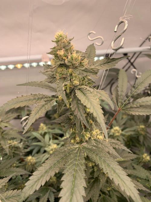 8.Grow: Papayton#1 aka. Limmer Papayton. Week 26 - 12.8.