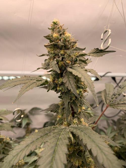 8.Grow: Papayton#1 aka. Limmer Papayton. Week 27 - 18.8.