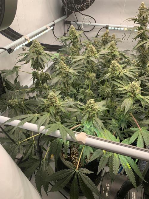 8.Grow: Z42. Week 15 - 18.8.-Z42#1