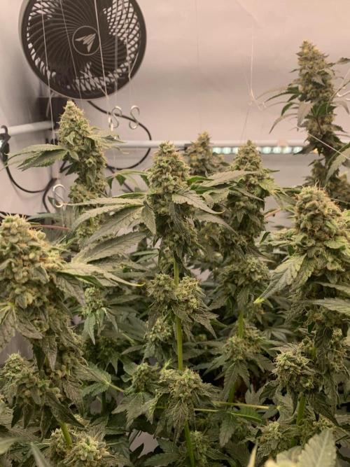 8.Grow: Z42. Week 15 - 18.8.-Z42#1