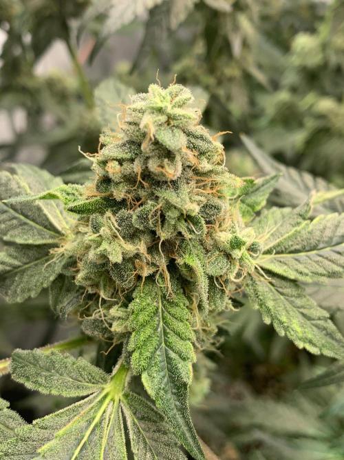 8.Grow: Z42. Week 15 - 18.8.-Z42#1