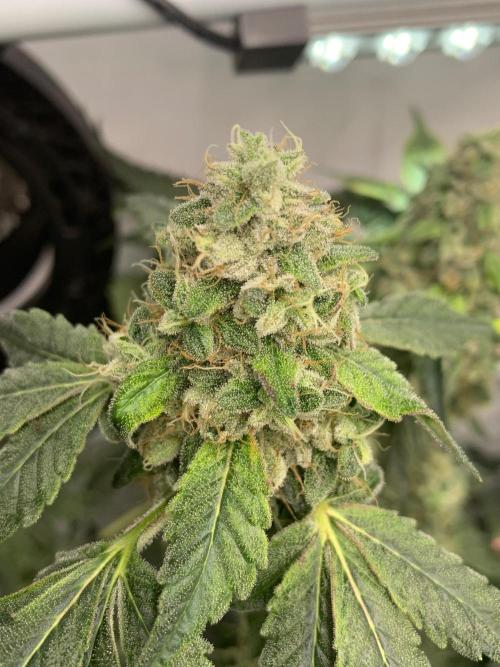 8.Grow: Z42. Week 15 - 18.8.-Z42#1