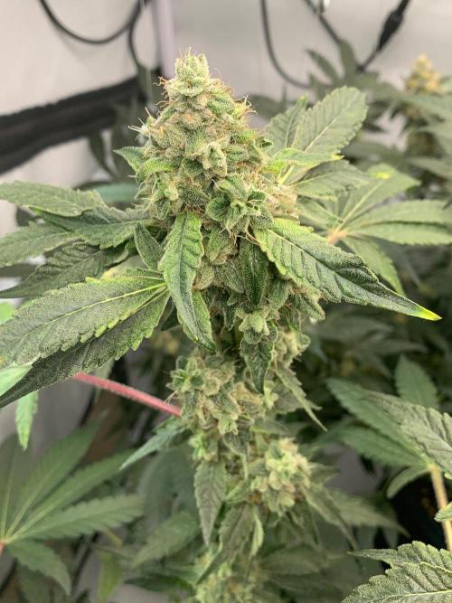 8.Grow: Z42. Week 15 - 18.8.-Z42#1