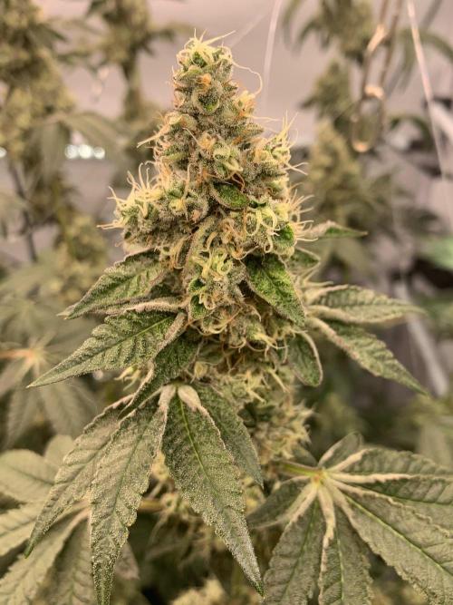 8.Grow: Z42. Week 15 - 18.8.-Z42#2