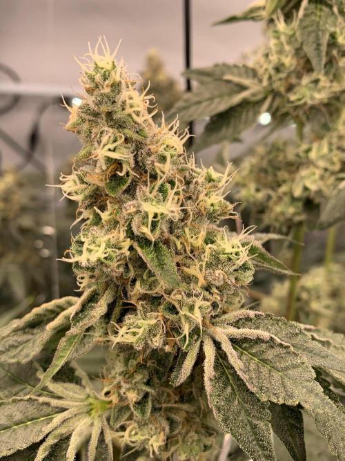 8.Grow: Z42. Week 15 - 18.8.-Z42#2