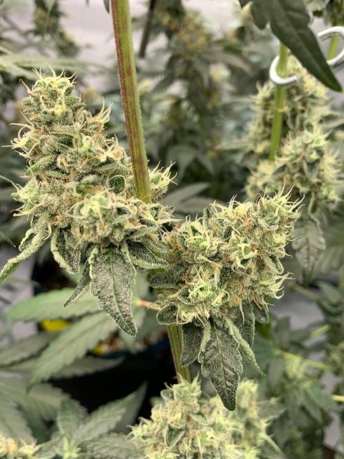 8.Grow: Z42. Week 15 - 18.8.-Z42#2