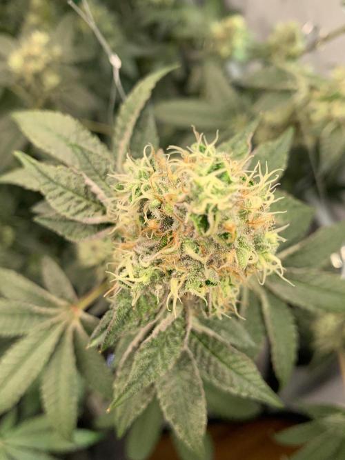 Z42. Week 15
