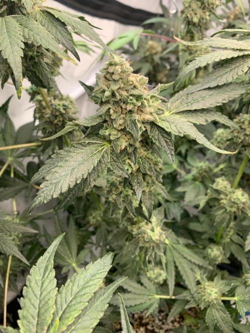 8.Grow: Z42. Week 16 - 24.8.-Z42#1