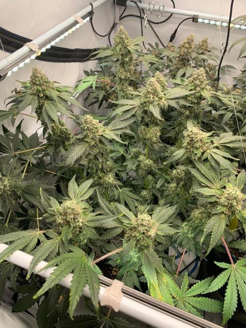 8.Grow: Z42. Week 16 - 24.8.-Z42#1
