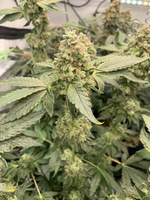 8.Grow: Z42. Week 16 - 24.8.-Z42#1