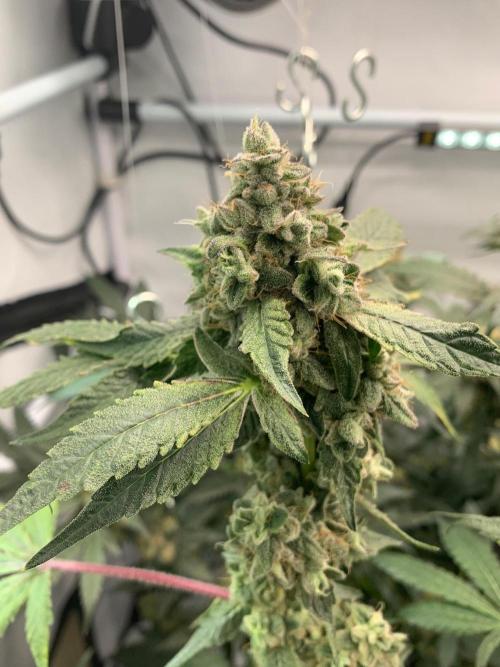 8.Grow: Z42. Week 16 - 24.8.-Z42#1