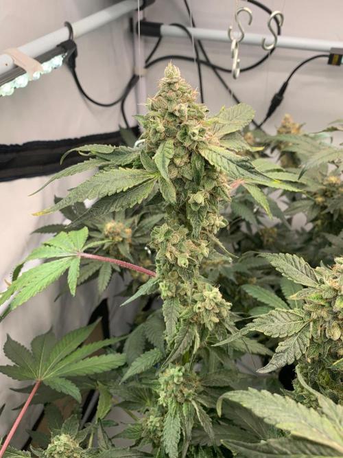 8.Grow: Z42. Week 16 - 24.8.-Z42#1