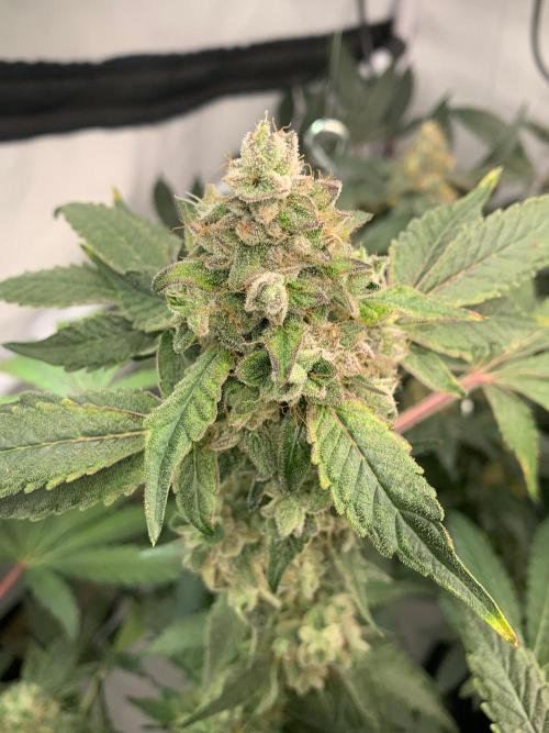 8.Grow: Z42. Week 16 - 24.8.-Z42#1
