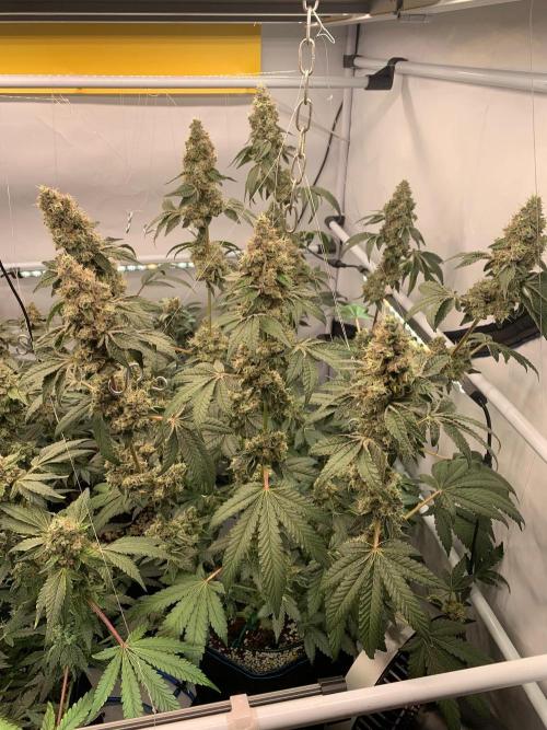 8.Grow: Z42. Week 16 - 24.8.-Z42#2
