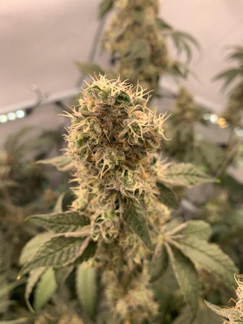 8.Grow: Z42. Week 16 - 24.8.-Z42#2