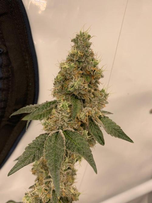 8.Grow: Z42. Week 16 - 24.8.-Z42#2