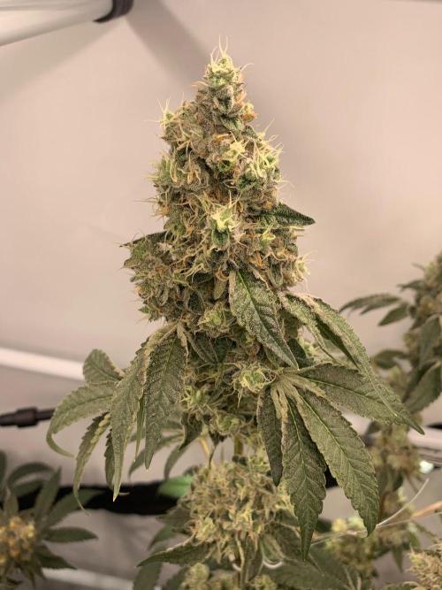 8.Grow: Z42. Week 16 - 24.8.-Z42#2